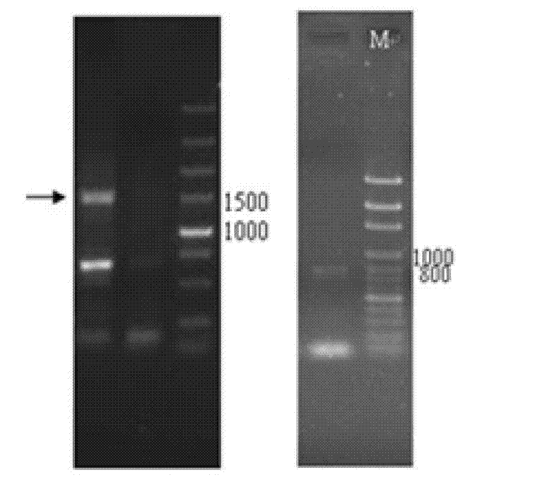 Sugar cane sucrose transport protein ShSUT3 and application of coding gene thereof