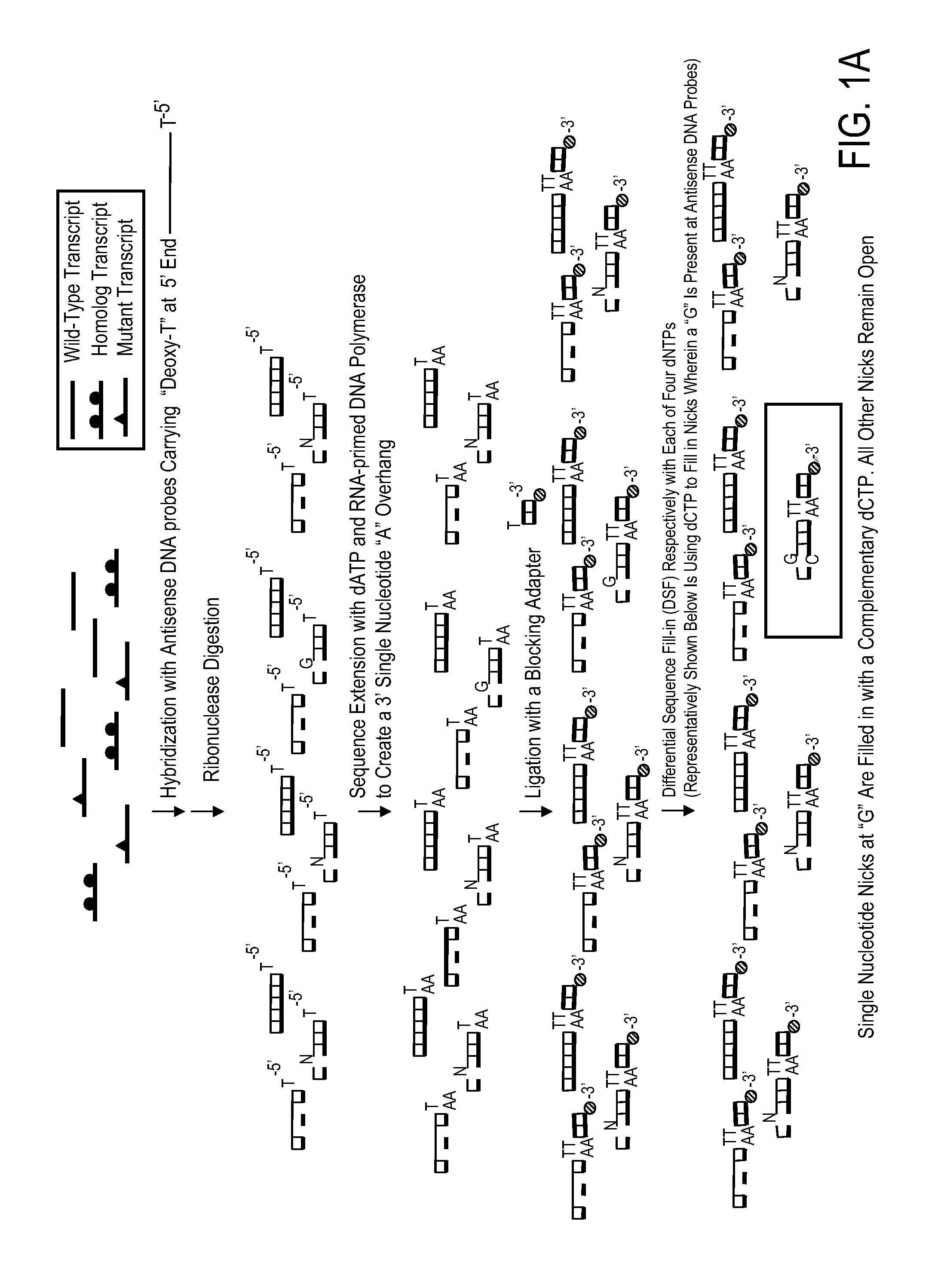 Kit for high throughput mutation screening methods