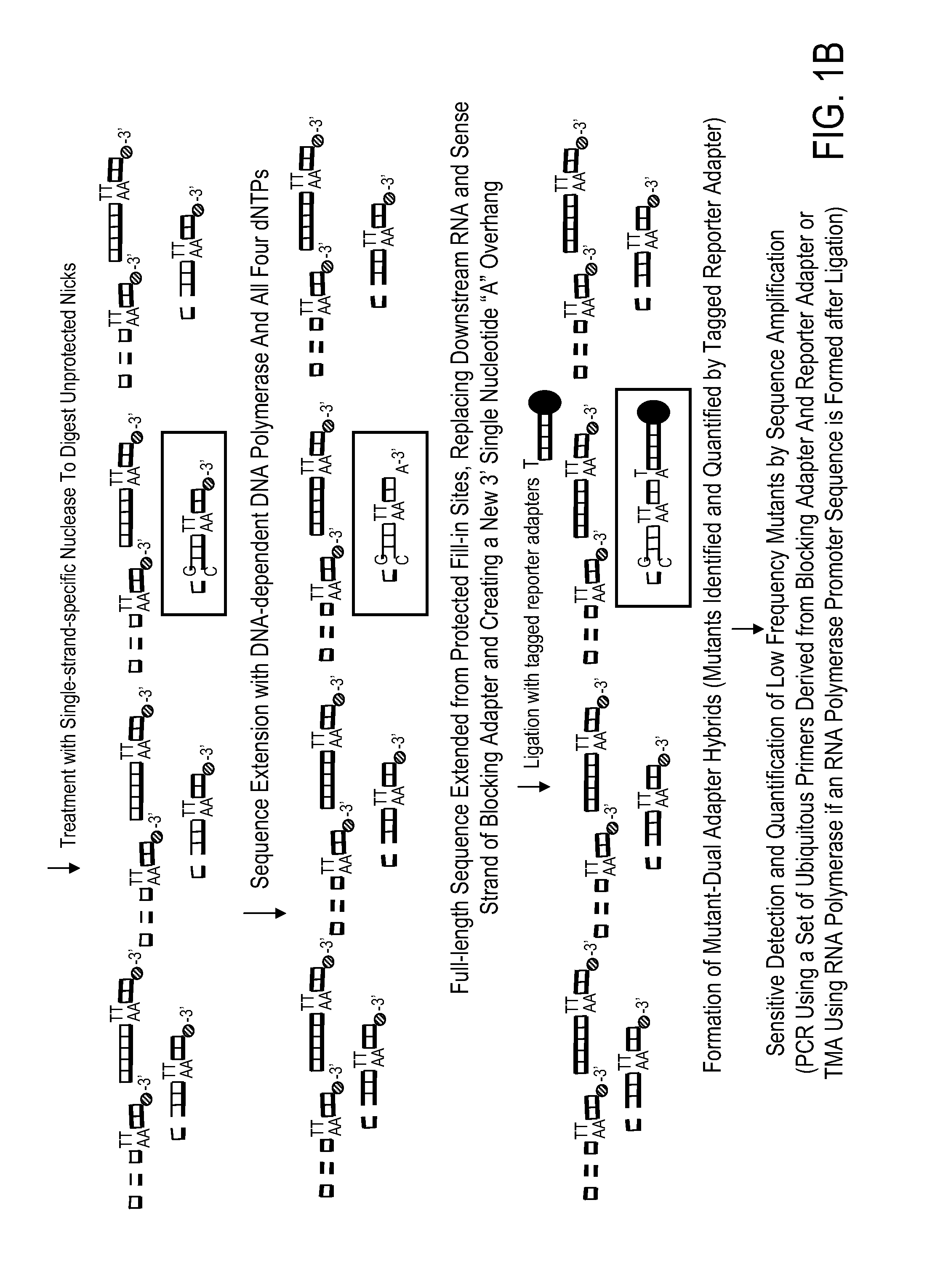 Kit for high throughput mutation screening methods