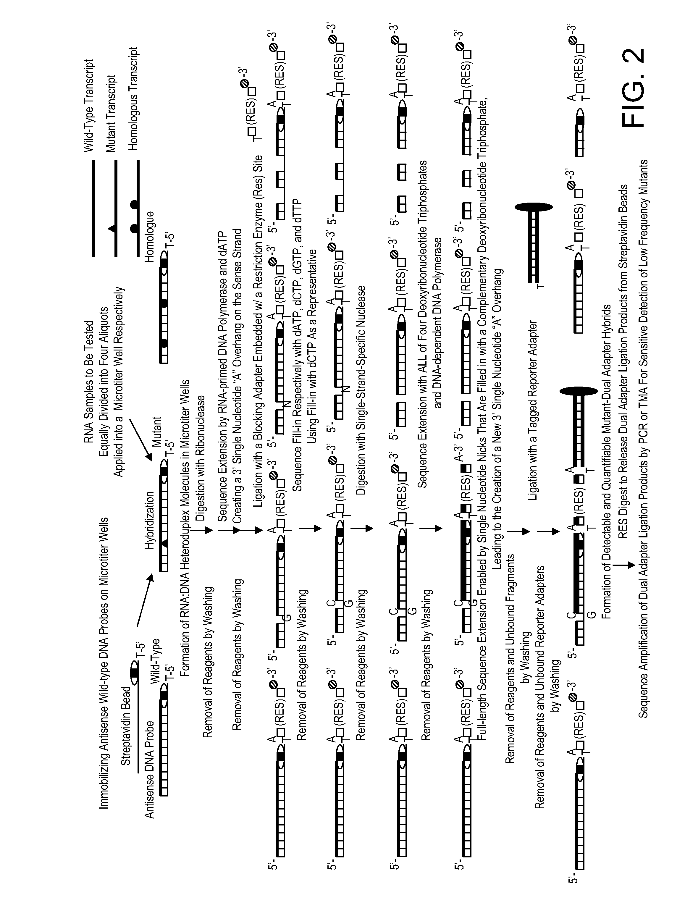 Kit for high throughput mutation screening methods