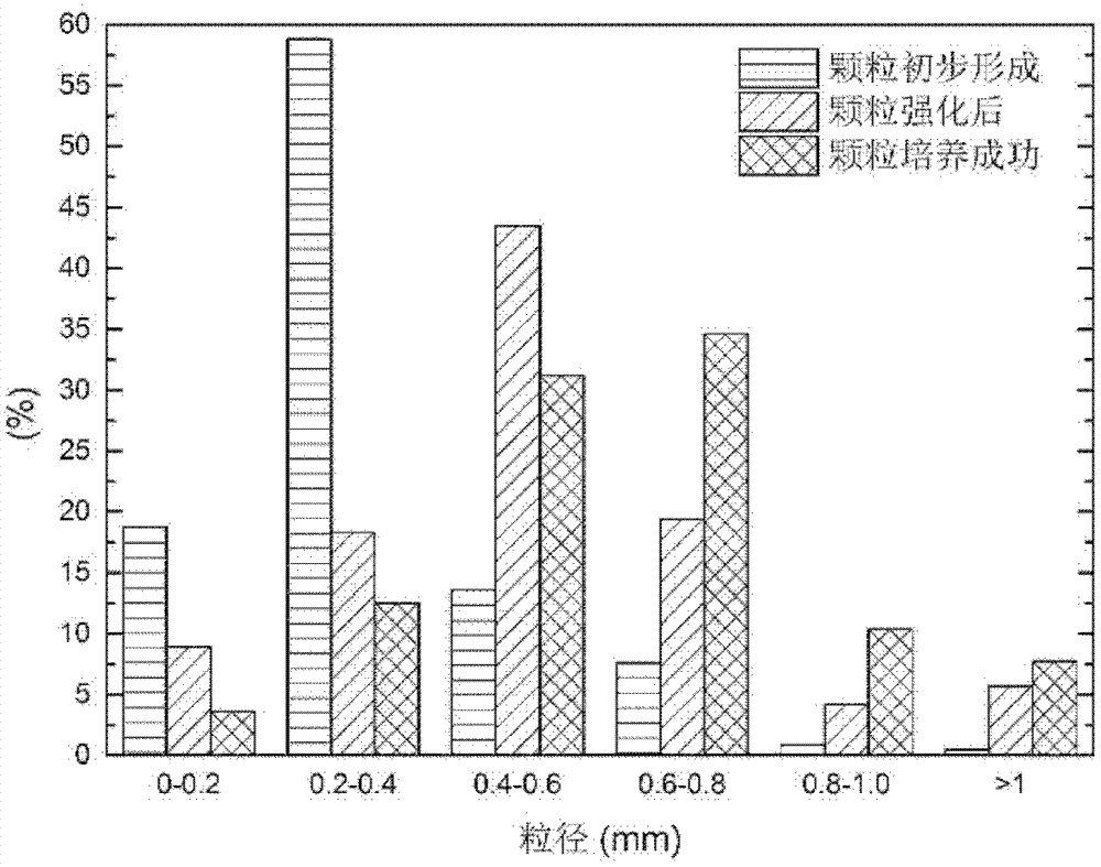 High-efficiency culture method of urban domestic sewage nitrosation granule sludge