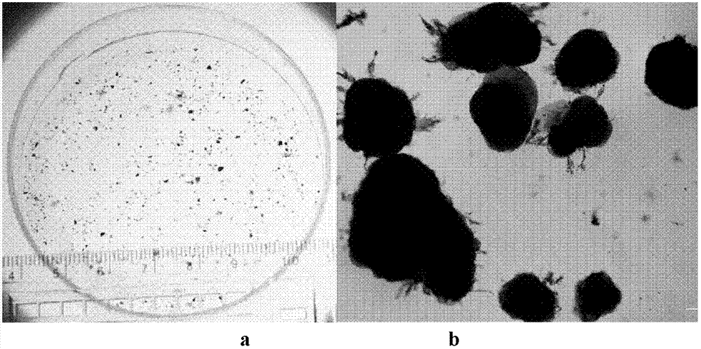 High-efficiency culture method of urban domestic sewage nitrosation granule sludge