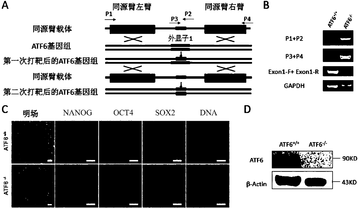 Aging cell model and preparation method thereof