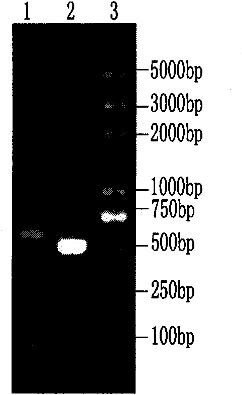 Abortus Brucella vaccine recombinant strain and application thereof in preparing vaccine