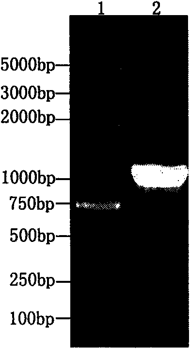 Abortus Brucella vaccine recombinant strain and application thereof in preparing vaccine