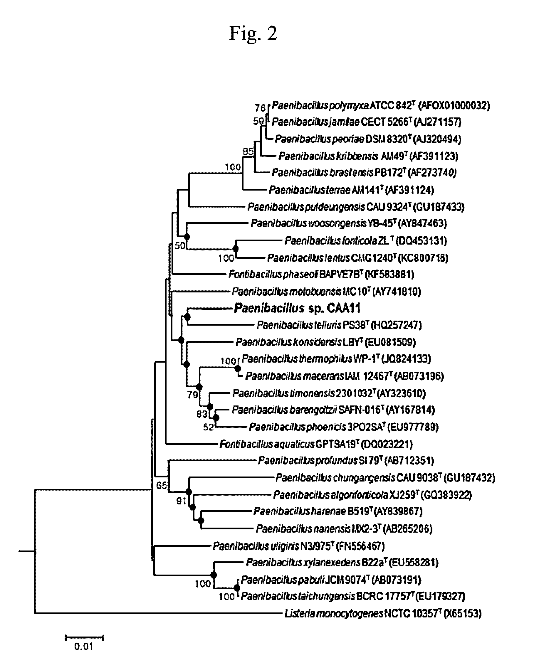 Paenibacillus sp. caa11 capable of saccharification and fermentation of cellulose and transformed strain thereof