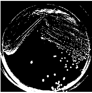 Atrazine degrading bacterium and application thereof