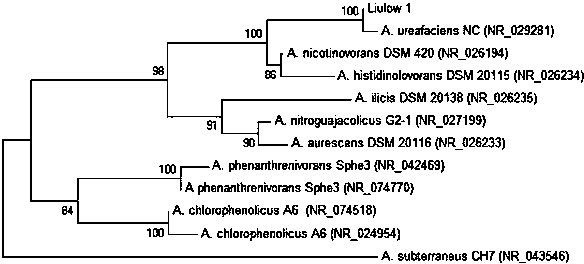 Atrazine degrading bacterium and application thereof