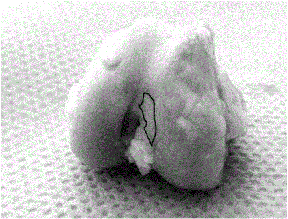 Food composition for preventing and treating articular cartilage defects and application thereof