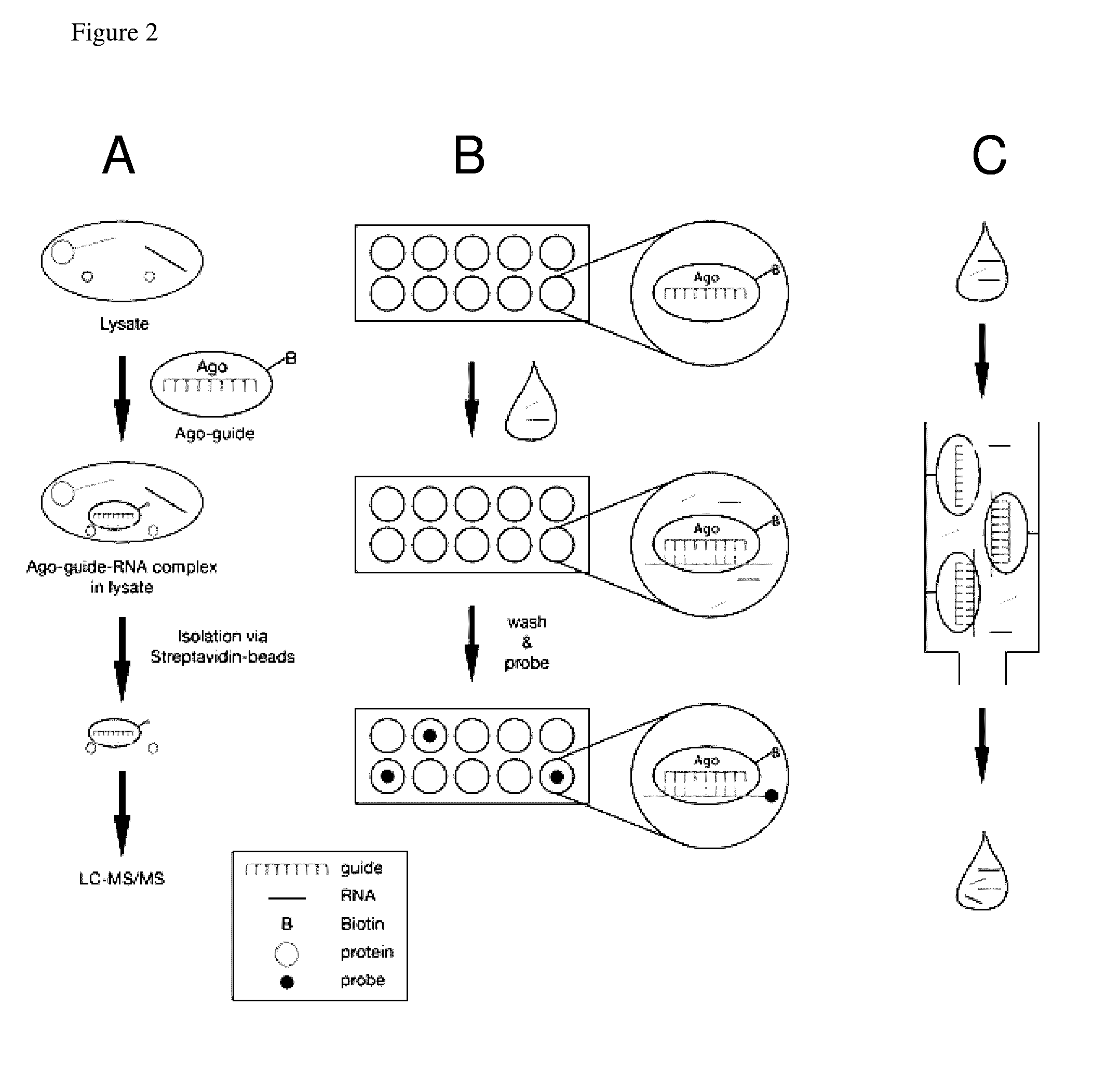 Methods of using oligonucleotide-guided argonaute proteins