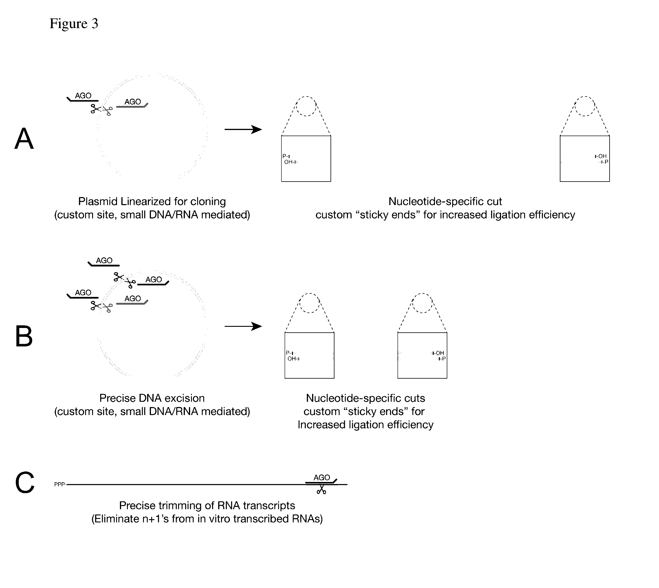 Methods of using oligonucleotide-guided argonaute proteins