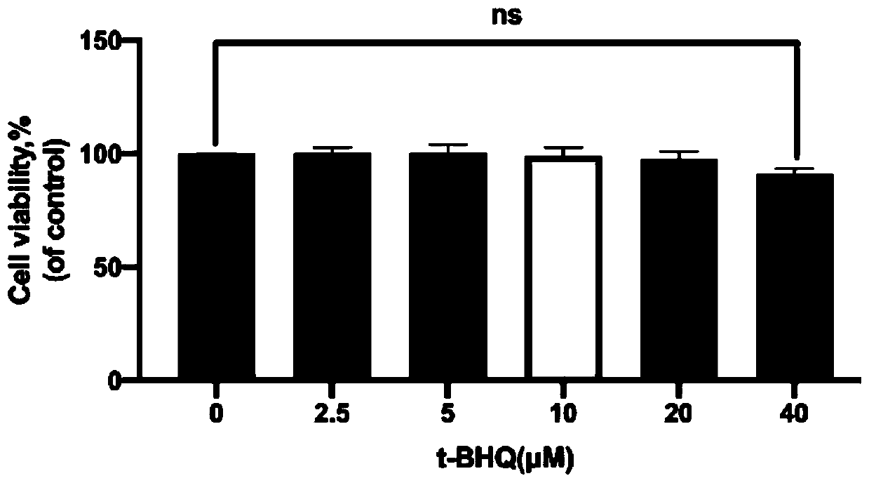 Application of tert-butyl hydroquinone and drug for treating intervertebral disc degeneration