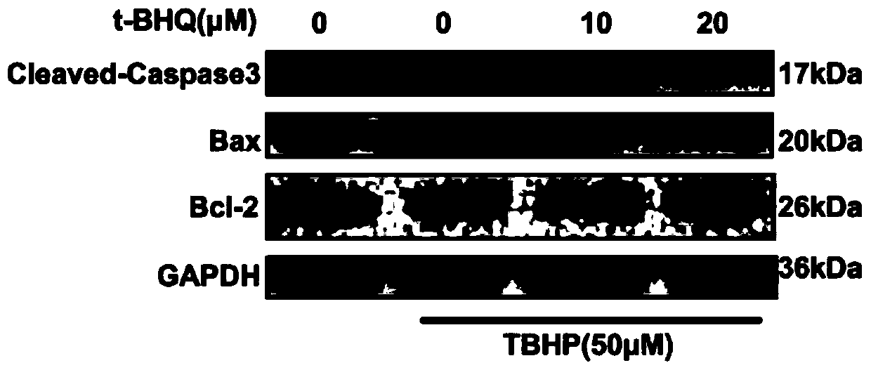 Application of tert-butyl hydroquinone and drug for treating intervertebral disc degeneration