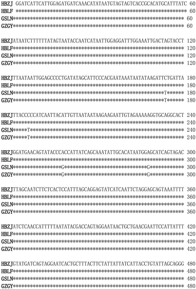 Method for identifying adelphocoris suturalis populations by virtue of mitochondria molecular marker