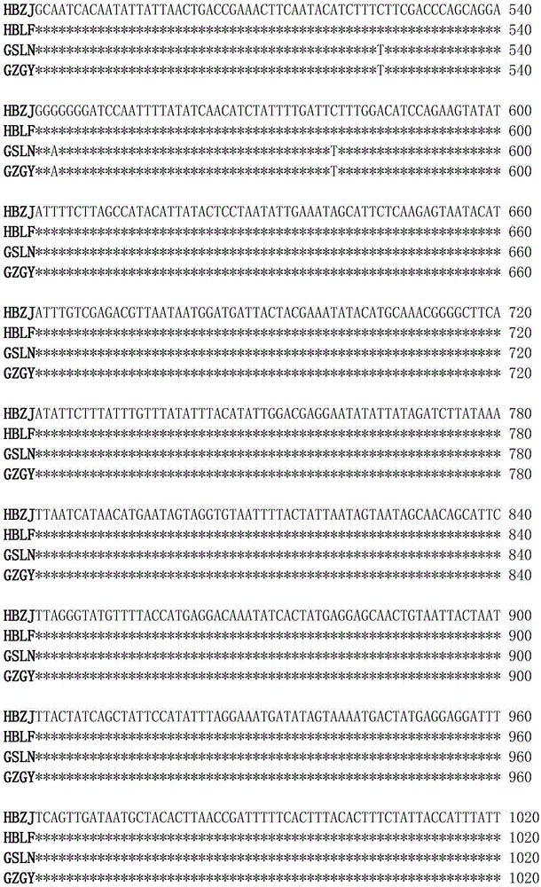 Method for identifying adelphocoris suturalis populations by virtue of mitochondria molecular marker