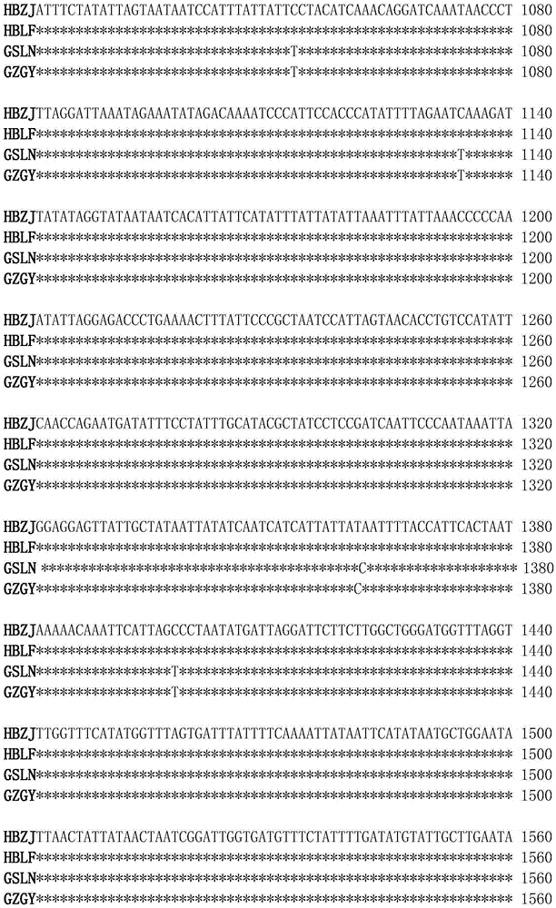 Method for identifying adelphocoris suturalis populations by virtue of mitochondria molecular marker