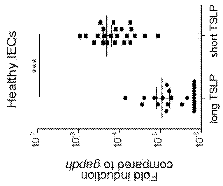 Thymic stromal lymphopoietin fragments and uses thereof