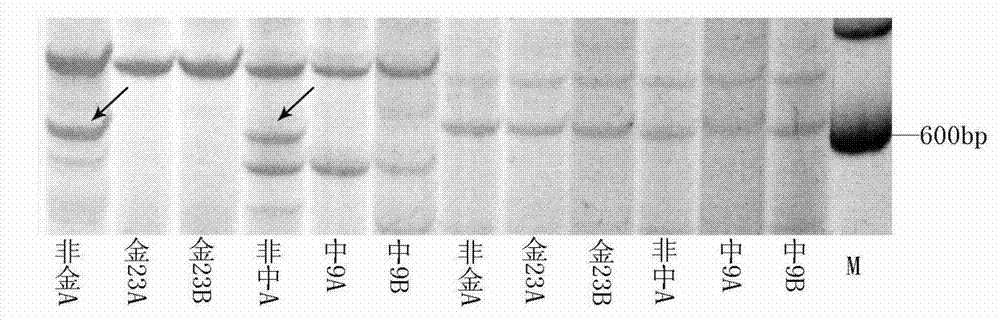 Seed selection method of oryza glaberrima cytoplasmic male sterile line