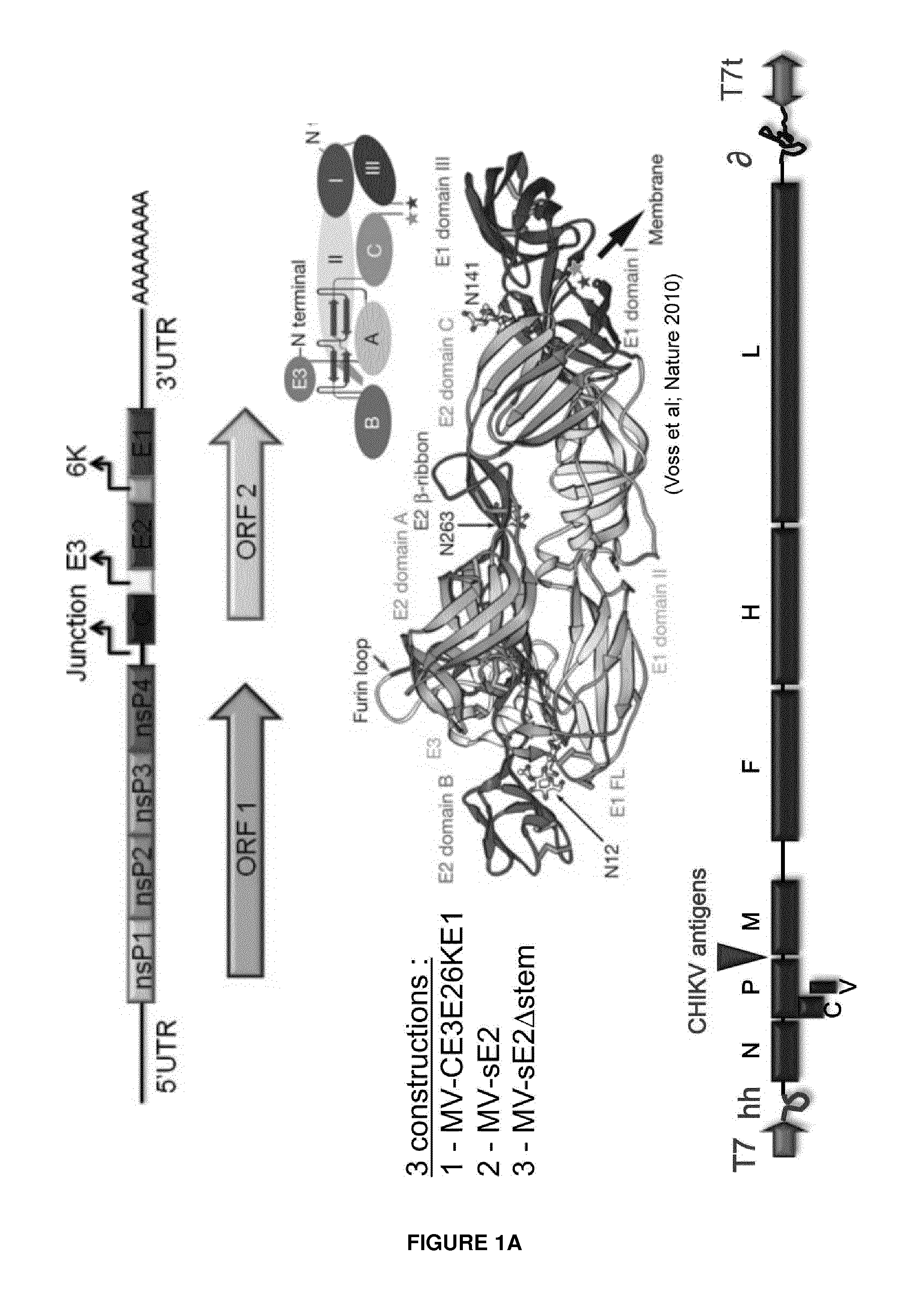 Recombinant measles virus expressing chikungunya virus polypeptides and their applications