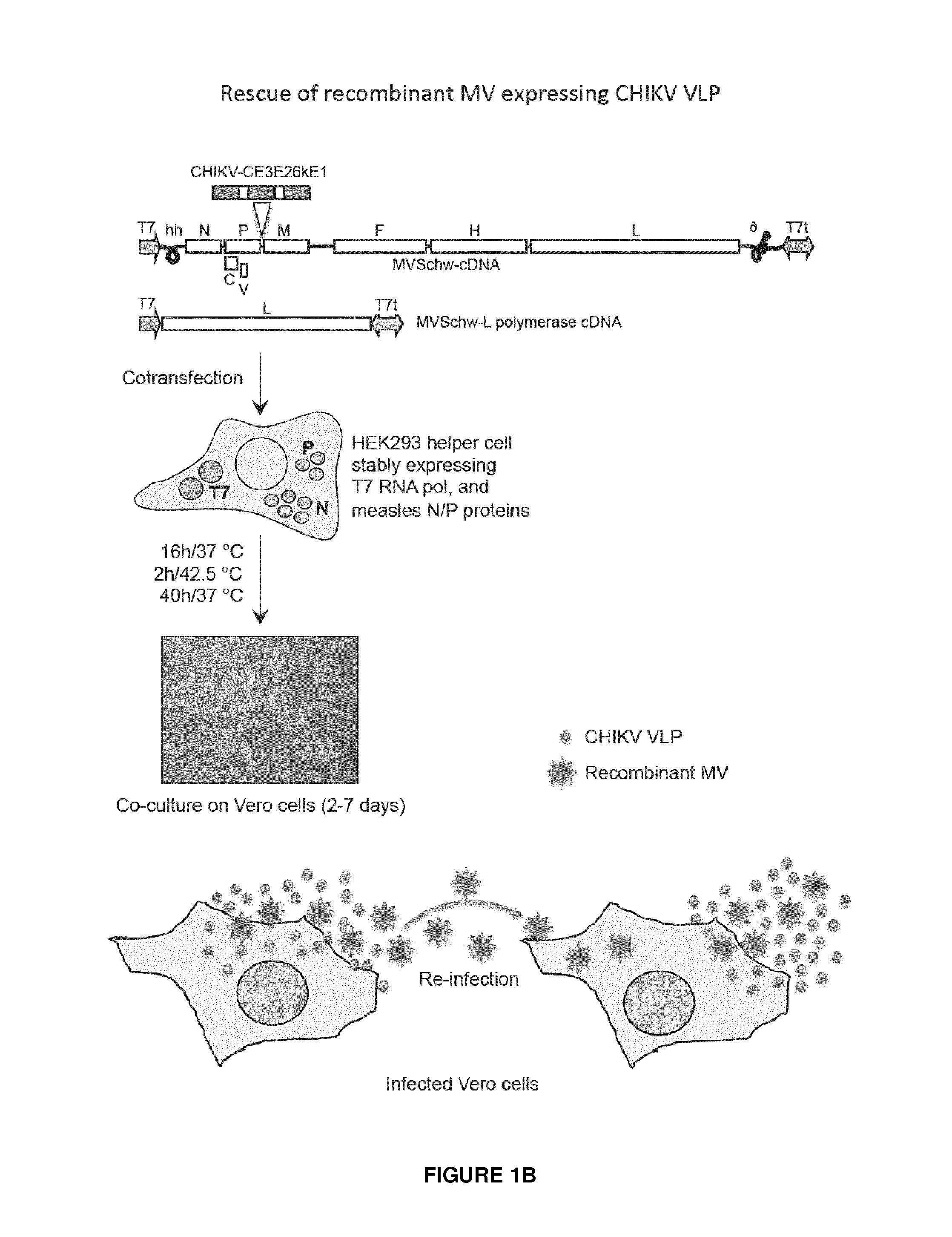 Recombinant measles virus expressing chikungunya virus polypeptides and their applications