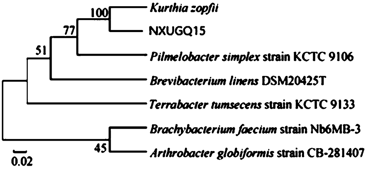 Method for increasing aroma of fermented fructus lycii wine