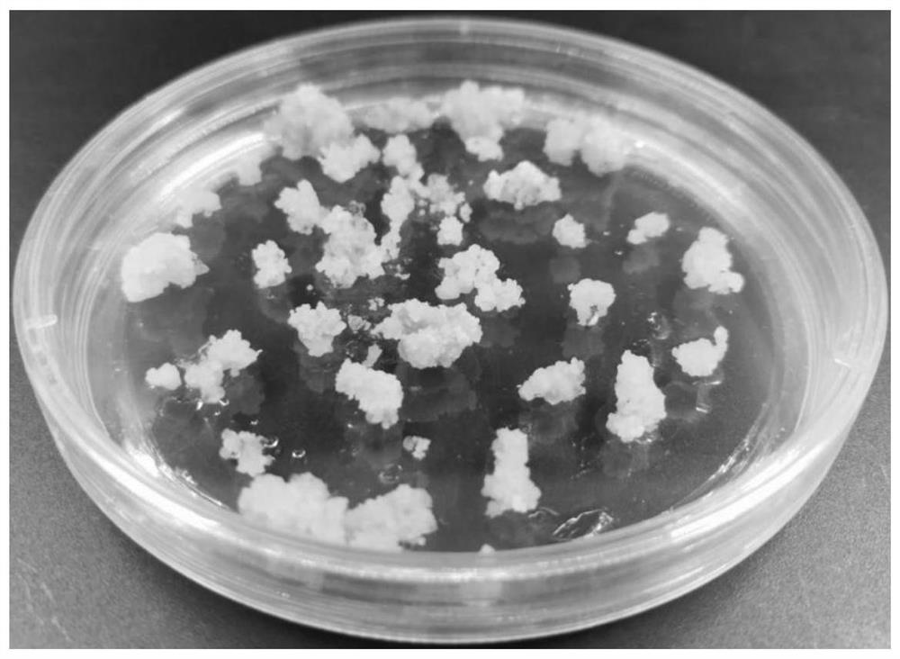 Method for culturing phyllostachys edulis protoplast and inducing cell wall regeneration and application of method