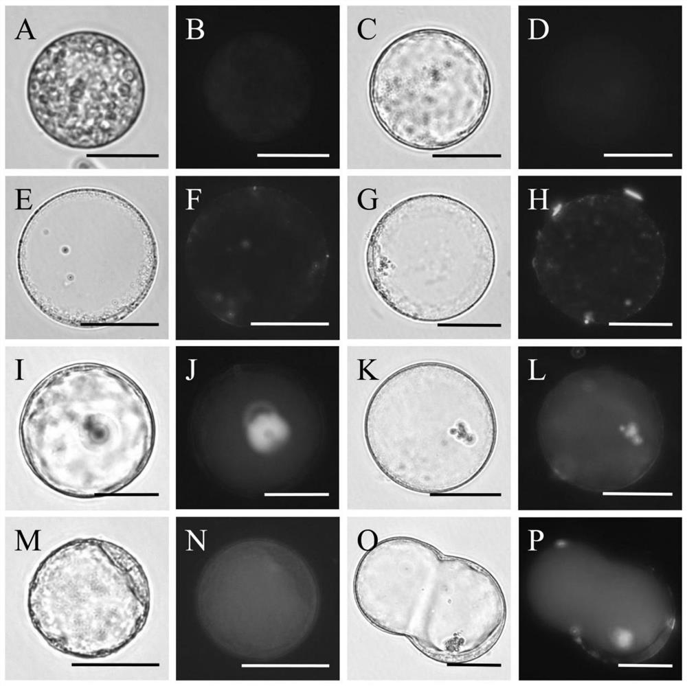 Method for culturing phyllostachys edulis protoplast and inducing cell wall regeneration and application of method