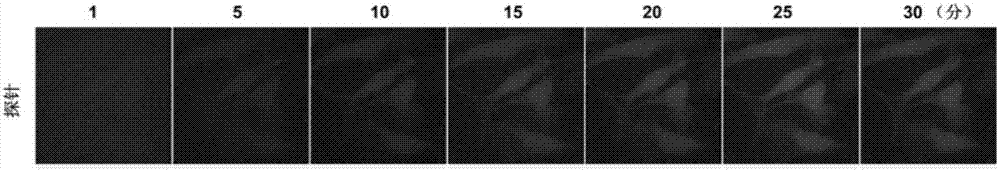 Fluorescent probe for detecting activity of proline isomerase and preparation method and application thereof