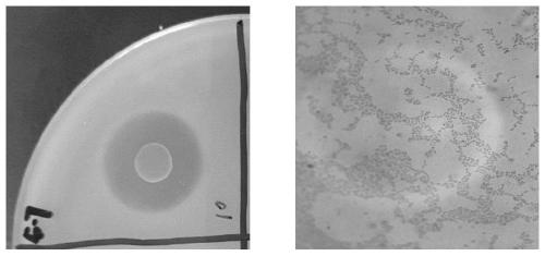 Method for improving fermentation quality of low-salt fish sauce by using mixed strains of planococcus