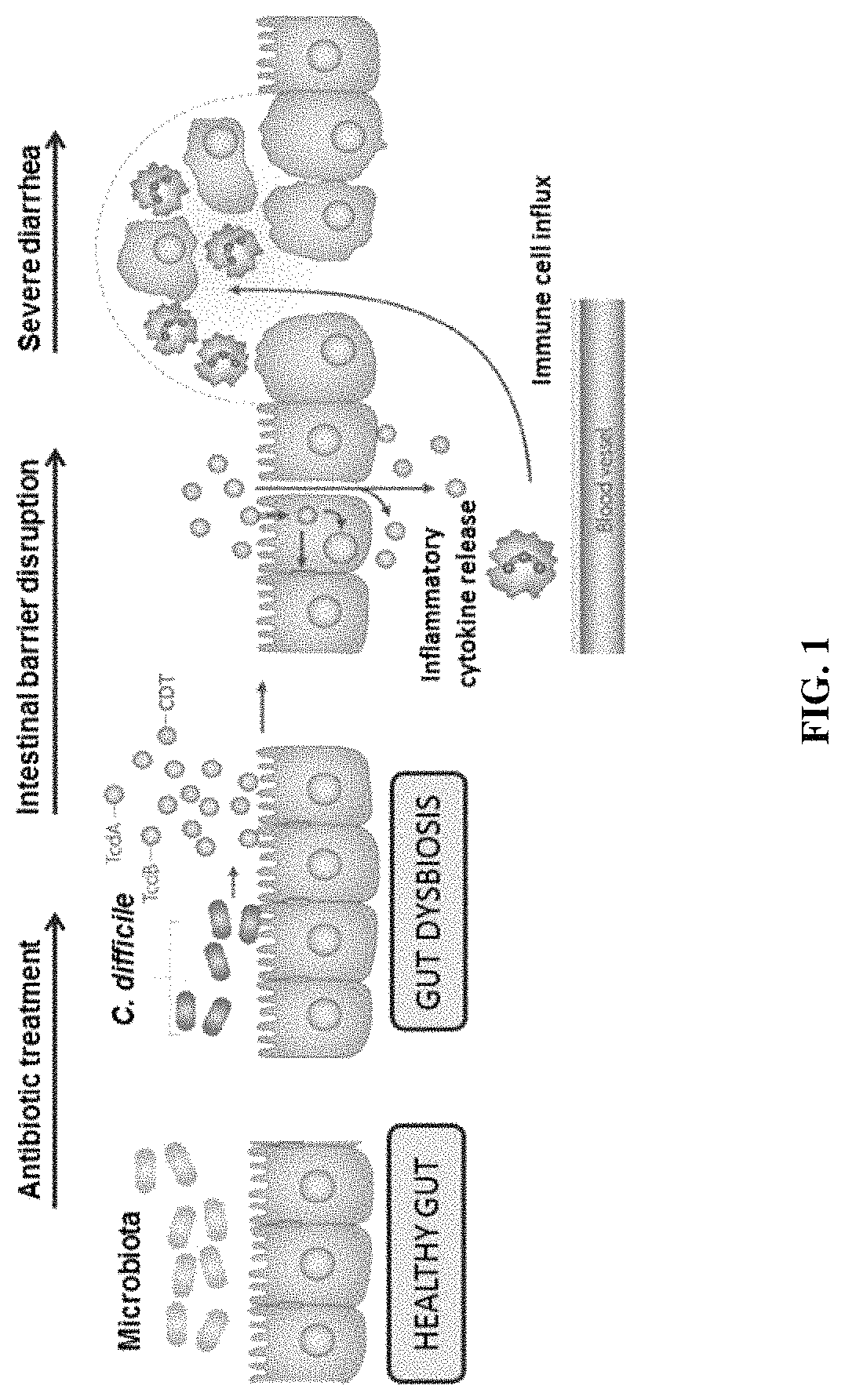 Compositions and methods for treating clostridium difficile infection