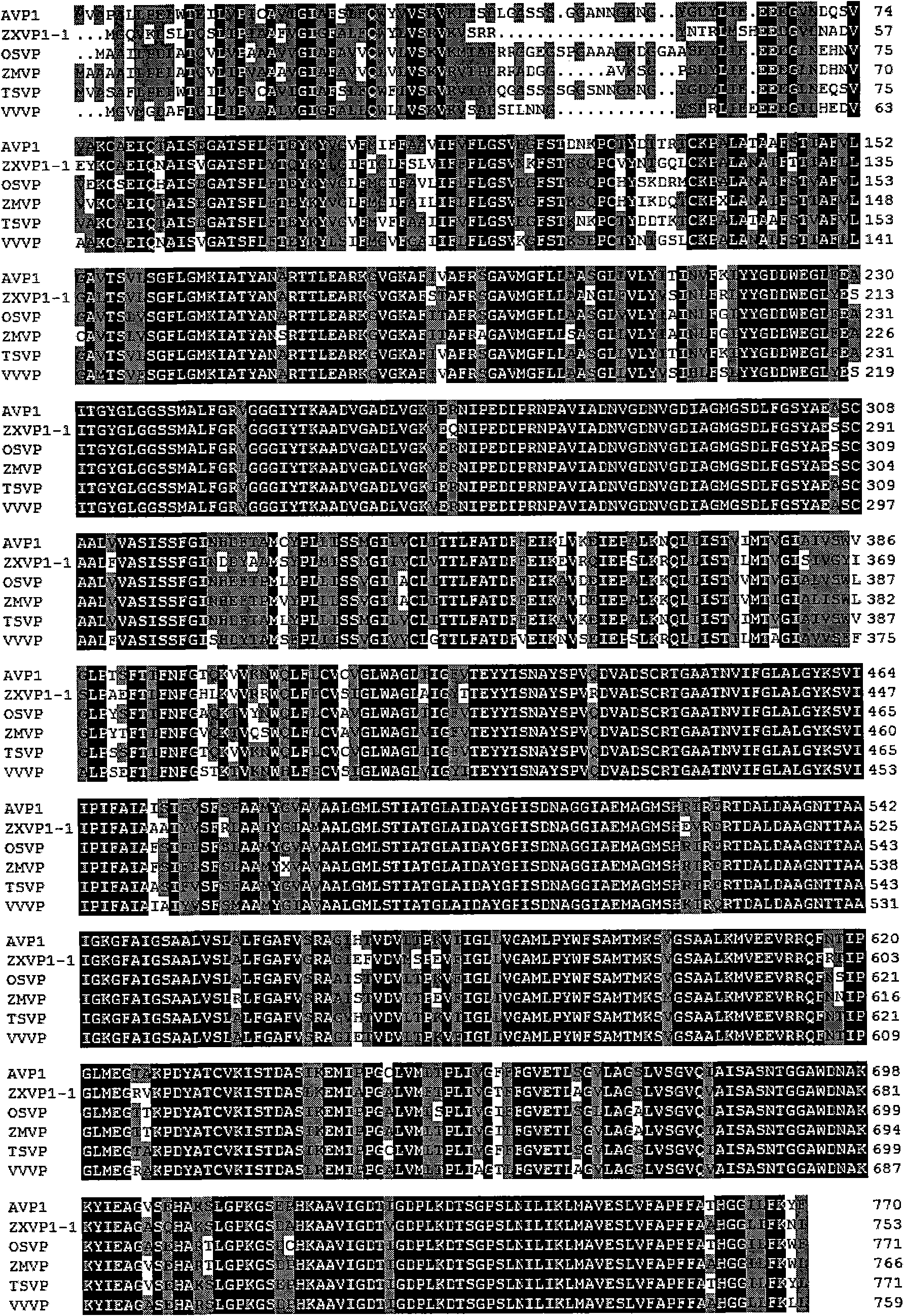 Tonoplast hydrogen pyrophosphatase gene of strong xerophyte zygophyllumxanthoxylum and plant expression vector as well as genetic plant transformation method thereof