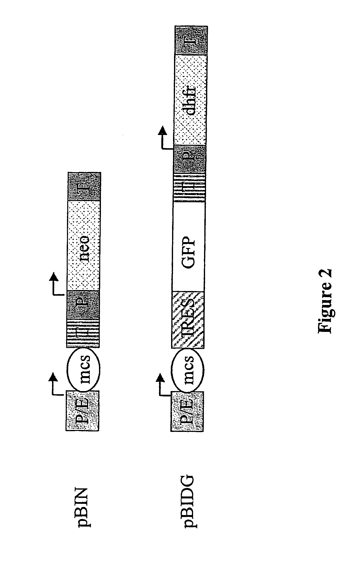 Expression vector, methods for the production of heterologous gene products and for the selection of recombinant cells producing high levels of such products