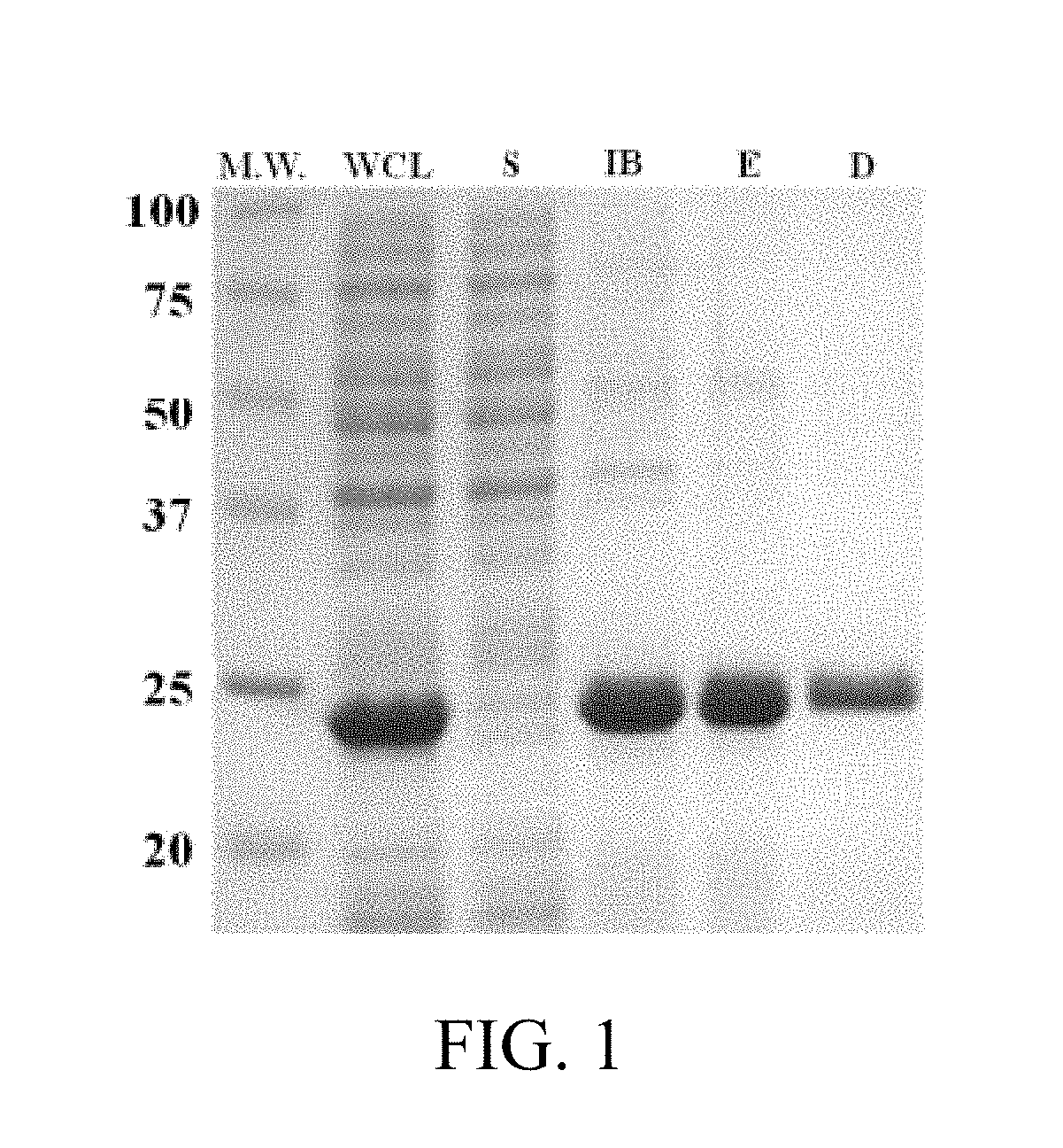 Peptide-based materials