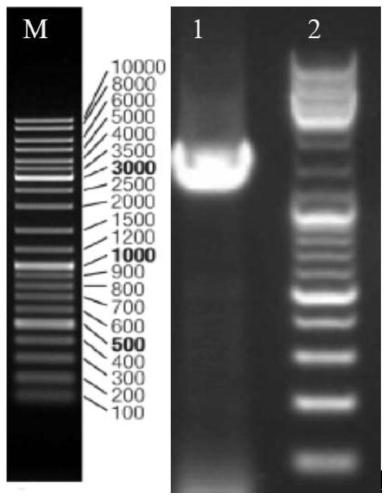 Enterobacter cloacae for degrading petroleum pollution and application thereof