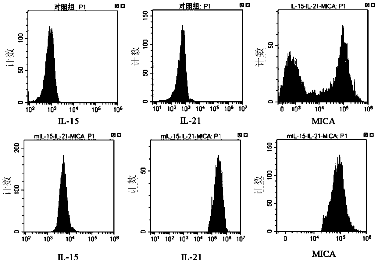 Artificial antigen presenting cell applied to efficiently amplifying NK and construction method thereof