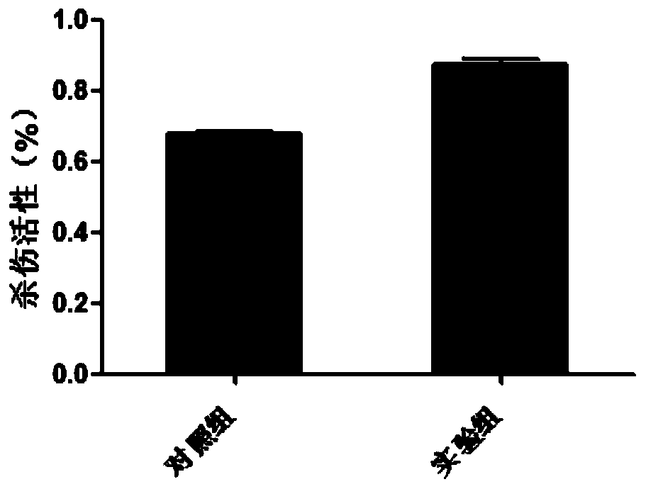 Artificial antigen presenting cell applied to efficiently amplifying NK and construction method thereof