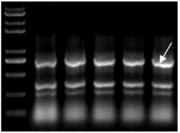 Specific monoclonal antibodies of coding regions and constant regions of goose immunoglobulin, and applications thereof