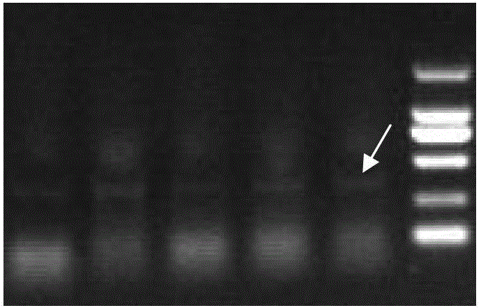 Specific monoclonal antibodies of coding regions and constant regions of goose immunoglobulin, and applications thereof