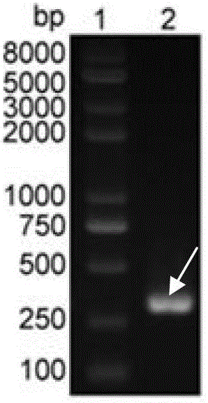 Specific monoclonal antibodies of coding regions and constant regions of goose immunoglobulin, and applications thereof