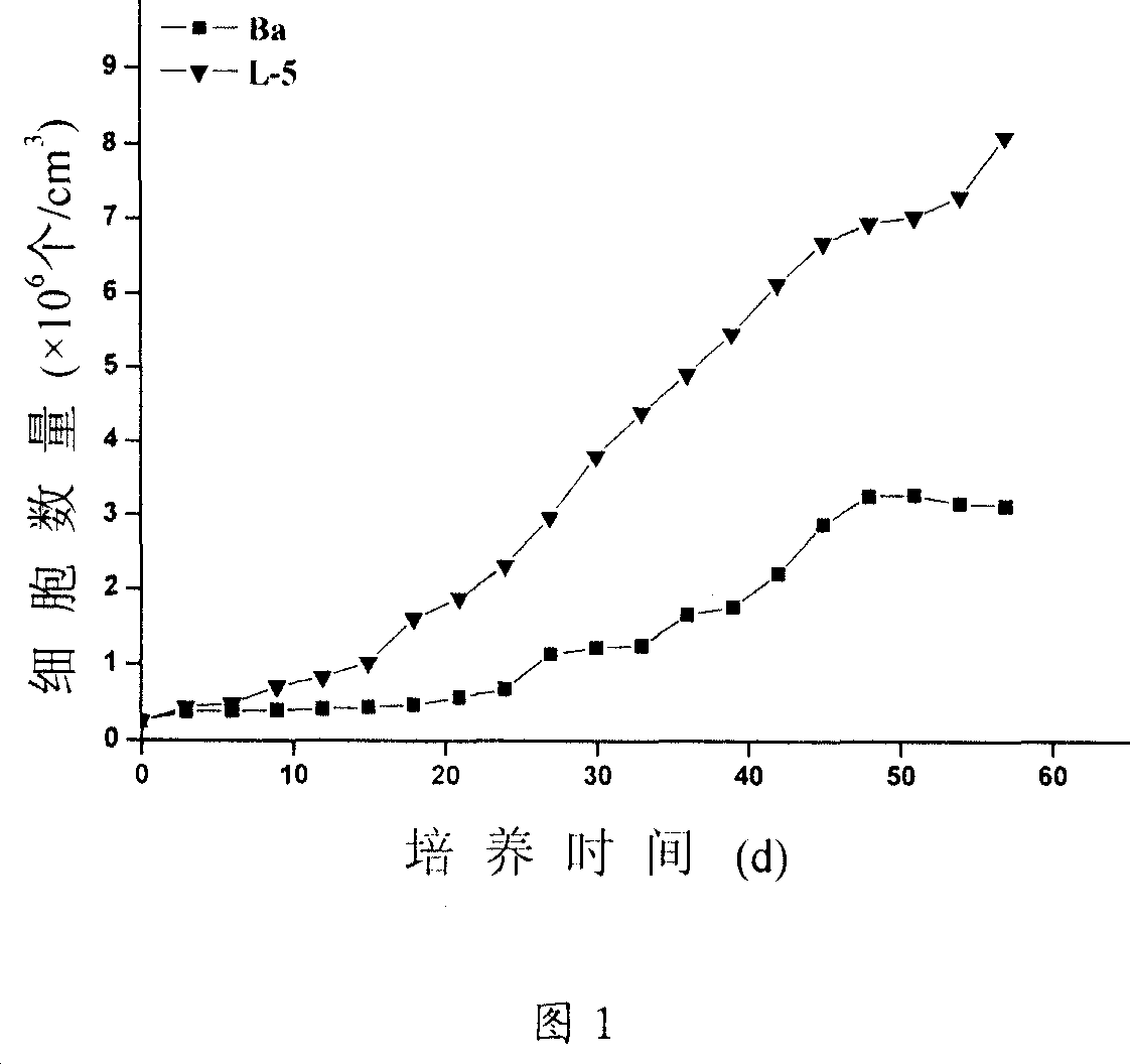 Ultraviolet mutagenic obtained low temperature salina and its identifying method