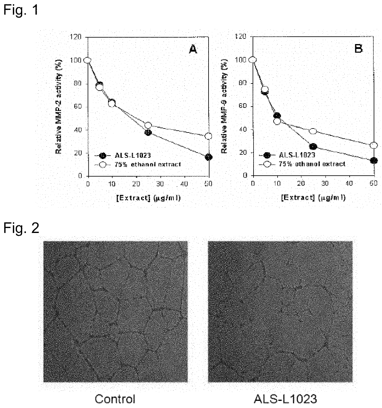 Fraction of melissa leaf extract having angiogenesis and MMP inhibitory activities, and composition comprising the same