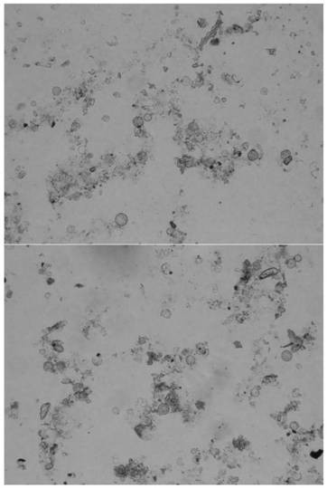 Application of silicon planting body in distinguishing cigarette quality