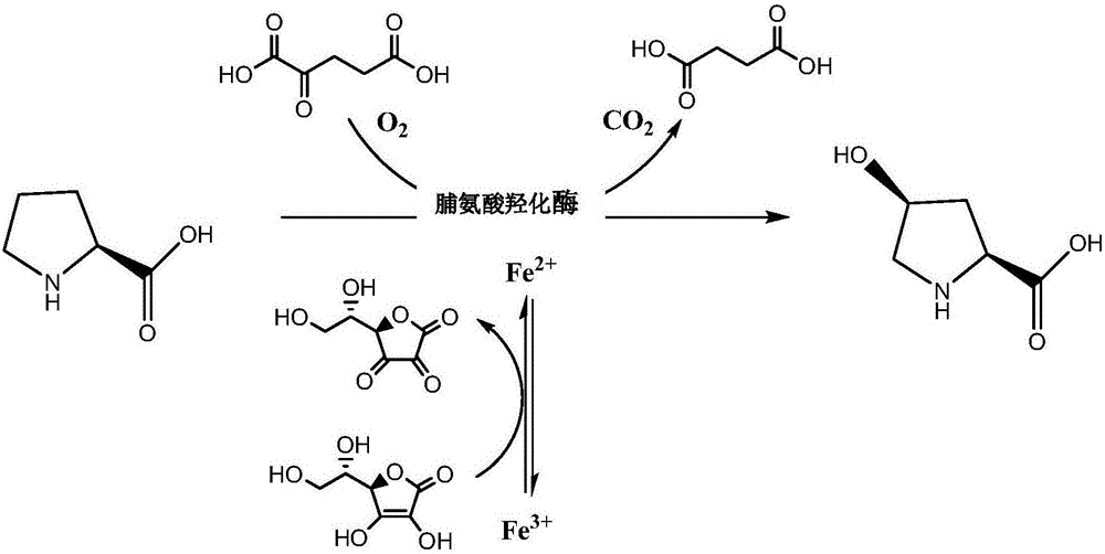 Prolyl hydroxylase and application thereof