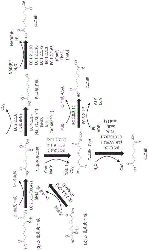 Methods of producing 6-carbon chemicals using 2,6-diaminopimelate as precursor to 2-aminopimelate