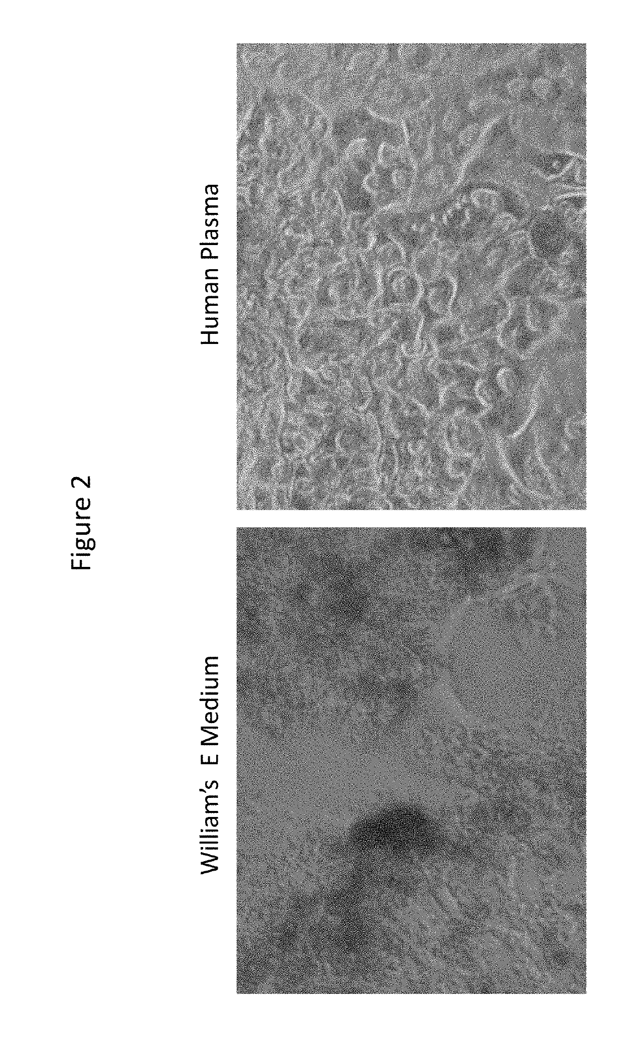 Novel cell culture method, cell culture system and uses thereof