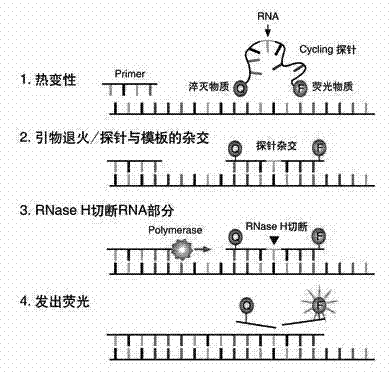 Primer and probe sequences and method for detecting Bacillus anthracis, Yersinia pestis and legionella pneumophilia through multiple real-time fluorescence polymerase chain reaction (PCR)