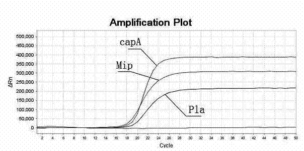 Primer and probe sequences and method for detecting Bacillus anthracis, Yersinia pestis and legionella pneumophilia through multiple real-time fluorescence polymerase chain reaction (PCR)