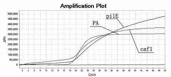 Primer and probe sequences and method for detecting Bacillus anthracis, Yersinia pestis and legionella pneumophilia through multiple real-time fluorescence polymerase chain reaction (PCR)