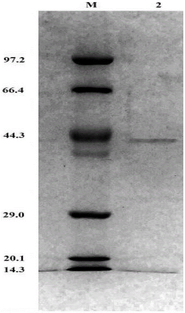 Xylanase, gene coding same and application of xylanase to waste paper deinking