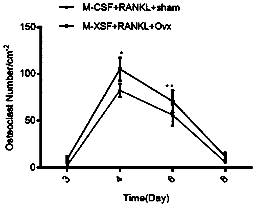 Application of POLR2A inhibitor in preparation of medicine